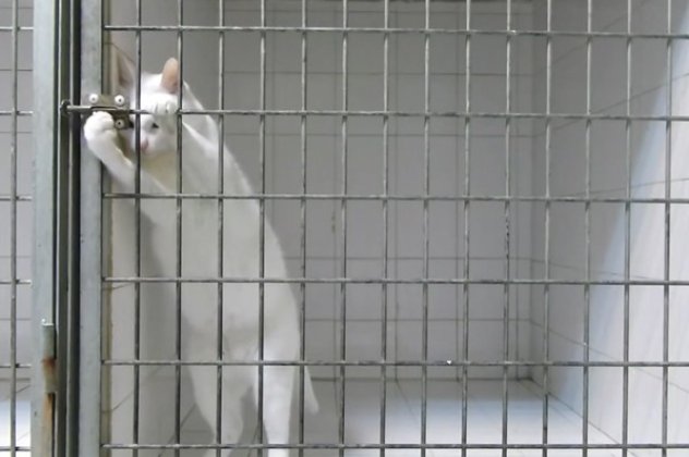 Freedom! Πάταγο κάνει το βίντεο με την απόδραση μιας γάτας από το κλουβί της! Για γέλια και για κλάμματα‏!  - Κυρίως Φωτογραφία - Gallery - Video