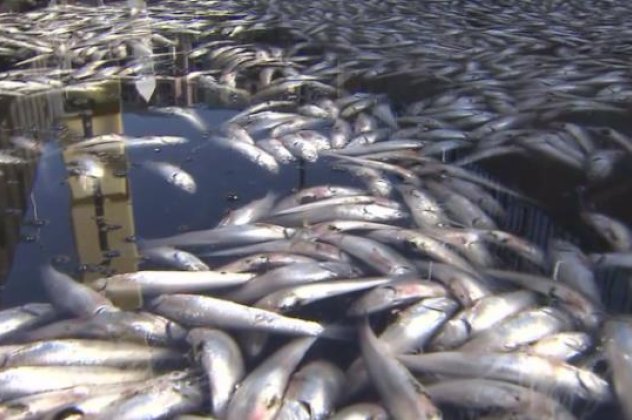 3.200 κιλά νεκρά ψάρια κάλυψαν τη θάλασσα στην Καλιφόρνια! (φωτό & βίντεο) - Κυρίως Φωτογραφία - Gallery - Video