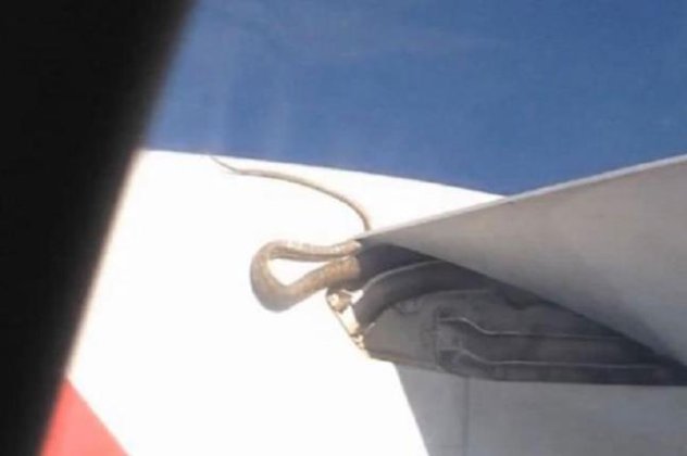3μετρος πύθωνας ταξίδευε ανενόχλητος στο φτερό αεροπλάνου! - Κυρίως Φωτογραφία - Gallery - Video