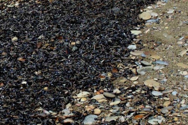 Χιλιάδες ψάρια νεκρά στη κεντρική παραλία στο Καρλόβασι Σάμου-Έρευνες για το οικολογικό αυτό έγκλημα! (φωτό) - Κυρίως Φωτογραφία - Gallery - Video