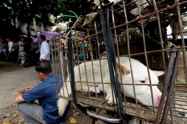 Γιόρτασαν το θερινό ηλιοστάσιο στην Κίνα τρώγοντας.. σκύλους-Προσοχή, σκληρές εικόνες! - Κυρίως Φωτογραφία - Gallery - Video