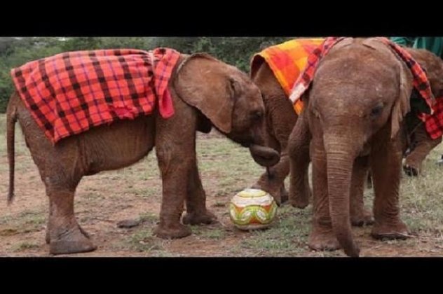 Το Μουντιάλ πάει παντού! Αξιολάτρευτα ελεφαντάκια παίζουν ποδόσφαιρο! (βίντεο) - Κυρίως Φωτογραφία - Gallery - Video