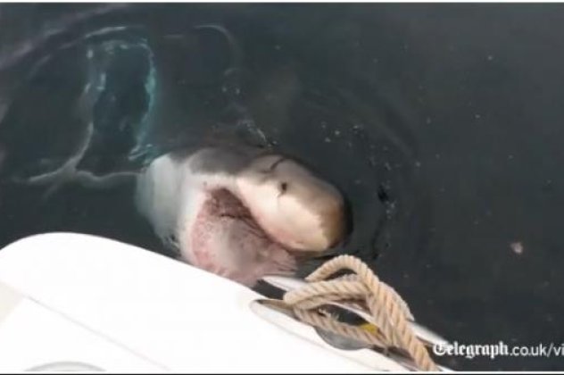 Απίστευτο - Λευκός καρχαρίας επιτίθεται σε σκάφος - Δείτε καρέ καρέ την στιγμή της επίθεσης! - Κυρίως Φωτογραφία - Gallery - Video