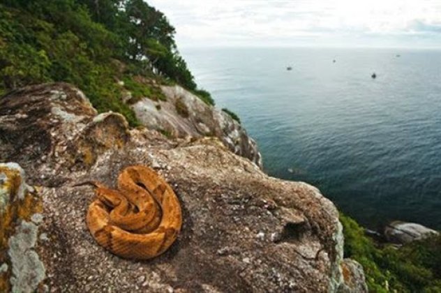 Το πιο δηλητηριώδες φίδι στον πλανήτη ζει σε νησί της Βραζιλίας - Οχιά κιτρινοπράσινη μήκους 1 μέτρου! Μπρρρ! - Κυρίως Φωτογραφία - Gallery - Video