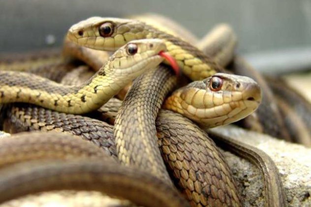  Εμπρός, κατάδυση στον λάκκο με τα 75.000 φίδια - Μέχρι και 100 αρσενικά φιδια πολιορκούν το ίδιο θηλυκό! (βίντεο) - Κυρίως Φωτογραφία - Gallery - Video