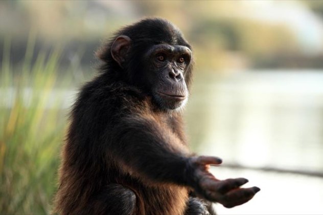 Αποκωδικοποιήθηκε το νόημα των χειρονομιών των χιμπατζήδων: Η  «γλώσσα» τους εχει  66 βασικές χειρονομίες που αντιστοιχούν σε 19 διαφορετικά νοήματα! - Κυρίως Φωτογραφία - Gallery - Video