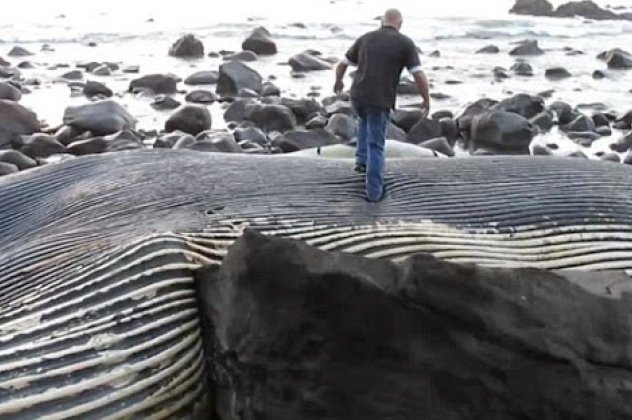 Φάλαινα 100 τόνων στην Νέα Ζηλανδία: Το συγκλονιστικό θέαμα εκτυλισσόταν μπροστά στα μάτια των τουριστών! (φωτό - βίντεο)  - Κυρίως Φωτογραφία - Gallery - Video