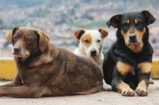 Dog Story of the Day: Πως ο Sunny, η Σάμπα και ο Adam από εγκαταλελειμμένα βρίσκουν αγκαλιά και στοργή σε οικογένειες που τα υιοθετούν!  - Κυρίως Φωτογραφία - Gallery - Video