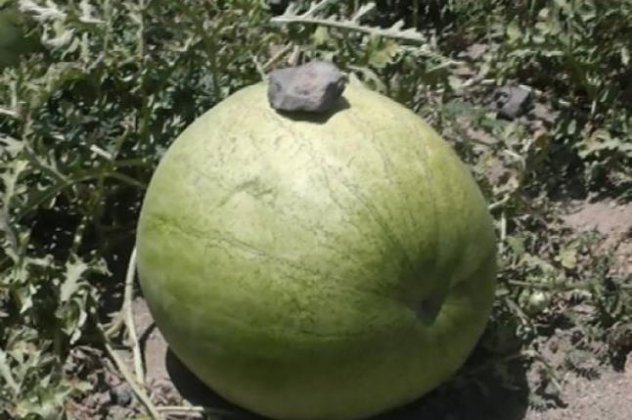 Καρπούζι - γίγας 33 κιλών στη Σαντορίνη! Δείτε το τεράστιο καλοκαιρινό φρούτο‏! (βίντεο) - Κυρίως Φωτογραφία - Gallery - Video
