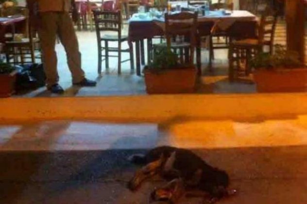 Ποιος ταβερνιάρης σκότωσε τη Μάγκυ τη σκυλίτσα; Κινητοποίηση από όλη την Ελλάδα για την αδέσποτη στα Νέα Στύρα που βρήκε φρικτό θάνατο! (φωτό)  - Κυρίως Φωτογραφία - Gallery - Video