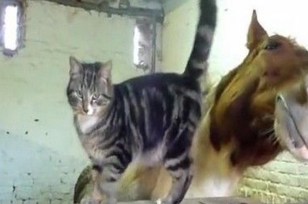 Αυτή είναι η πιο ασυνήθιστη και γλυκιά φιλία που έχετε δει! Άλογο με...γάτα! (βίντεο) - Κυρίως Φωτογραφία - Gallery - Video