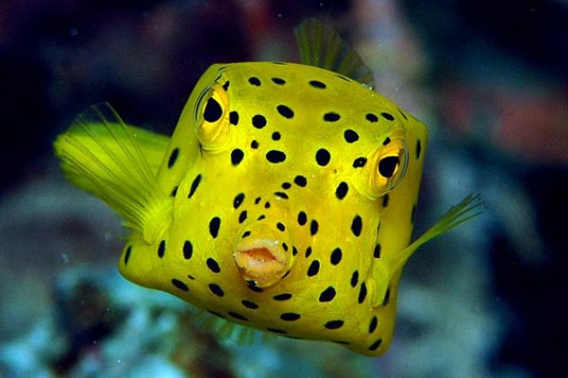 Το πιο παράξενο ψάρι στον κόσμο. Λέγεται boxfish και δεν πάει ο νους σας από πού πήρε το όνομά του! (φώτο) - Κυρίως Φωτογραφία - Gallery - Video