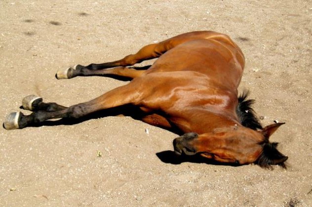 Πρωτοφανής κτηνωδία στον Αχέροντα - Άγνωστοι δηλητηρίασαν 11 άλογα περιήγησης - Ήδη νεκρά τα 2 εξ αυτών, «χαροπαλεύουν» τα υπόλοιπα - Κυρίως Φωτογραφία - Gallery - Video