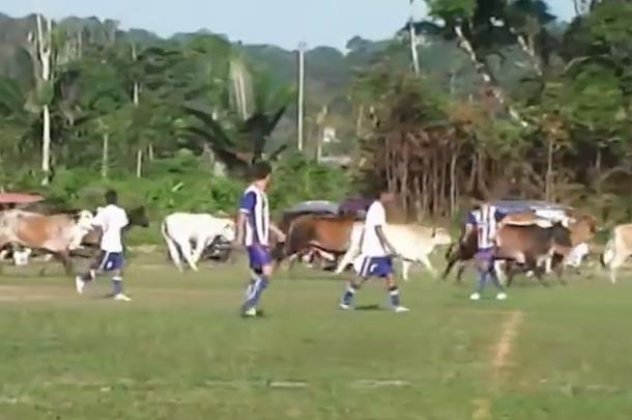 Smile : Ποδοσφαιρικός αγώνας στο Περού διεκόπη λόγω εισβολής… αγελάδων (βίντεο) - Κυρίως Φωτογραφία - Gallery - Video