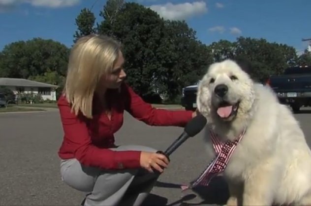 HΠΑ: Σκύλος... δήμαρχος εξελέγη στη Μινεσότα και μάλιστα άνετα! Δείτε τον μισθό του! - Κυρίως Φωτογραφία - Gallery - Video