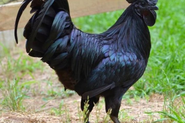 Tα μαύρα κοτόπουλα τα ξέρατε; Υπάρχουν και κοστίζουν μέχρι και 2.000 δολάρια το ένα! (φωτό & βίντεο) - Κυρίως Φωτογραφία - Gallery - Video