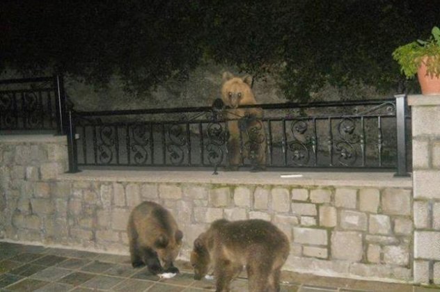 Την πιο γλυκιά «κατάληψη» κάνουν κάθε βράδυ τρία αρκουδάκια στις αυλές των σπιτιών στο Μέτσοβο (φωτογραφίες) - Κυρίως Φωτογραφία - Gallery - Video