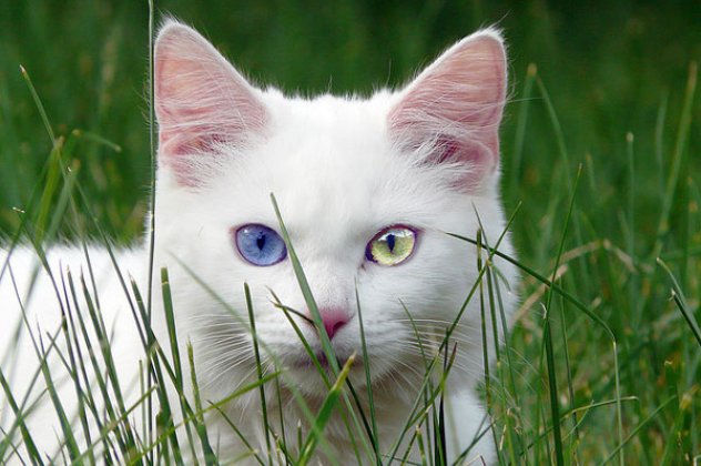 Αυτές οι γάτες είναι εκπληκτικές: έχουν διαφορετικό χρώμα σε κάθε μάτι τους! (φωτό) - Κυρίως Φωτογραφία - Gallery - Video
