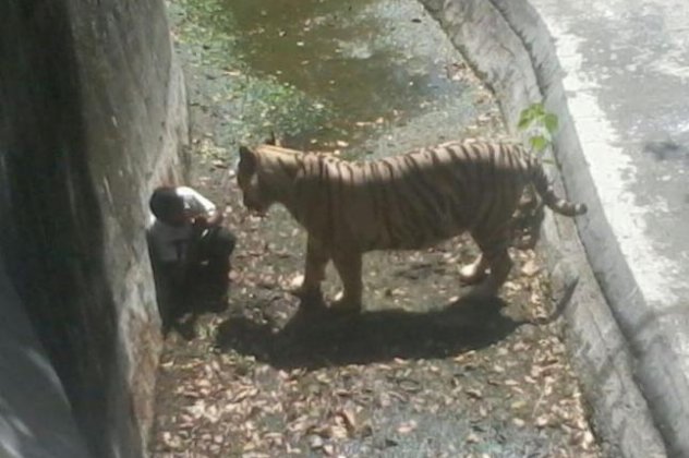 Λευκή τίγρης κατασπάραξε 20χρονο σε ζωολογικό κήπο στην Ινδία- «Υπέφερε στα σαγόνια της τίγρης για 10-15 λεπτά πριν σκοτωθεί» λένε οι μάρτυρες (σκληρές φωτο) - Κυρίως Φωτογραφία - Gallery - Video