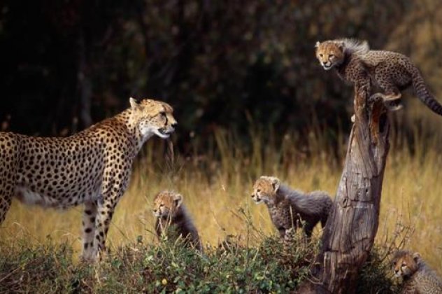 Καταστροφική η δράση του ανθρώπου στη φύση:  Μέσα σε 40 χρόνια εξαφάνισε τα μισά άγρια ζώα του πλανήτη, λέει η WWF - Κυρίως Φωτογραφία - Gallery - Video
