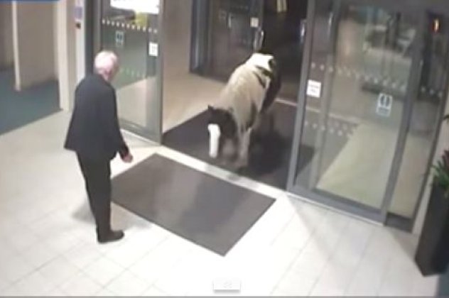 Smile: Νυχτερινή επίσκεψη σε αστυνομικό τμήμα έκανε ένα...άλογο-Μπήκε σαν «κύριος» από την πόρτα και δεν ήθελε να φύγει! (βίντεο) - Κυρίως Φωτογραφία - Gallery - Video