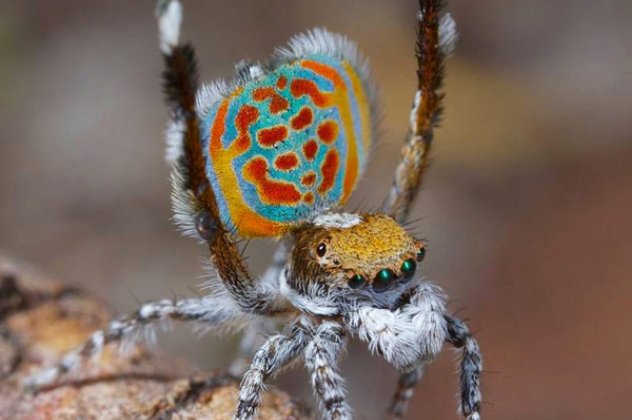 Τα μάτια της θυμίζουν πολύτιμους λίθους και το σώμα της αποτελείται από τέσσερα χρώματα - Κυρίες και κύριοι.. αυτή είναι η πιο ασυνήθιστη αράχνη του κόσμου! - Κυρίως Φωτογραφία - Gallery - Video