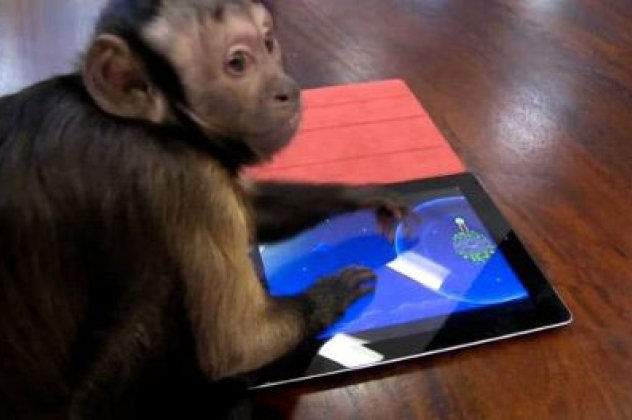 Πίθηκοι με iPad σε ζωολογικό κήπο - να δεις που παίζουν και angry birds!  - Κυρίως Φωτογραφία - Gallery - Video