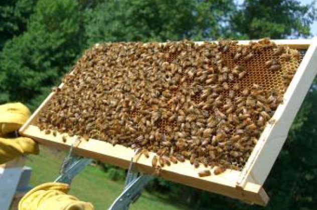 Βρήκε 50000 μέλισσες μέσα στο...σπίτι του και απλά θελει να τις εγκαταστήσει σε ασφαλέστερο μέρος - Κυρίως Φωτογραφία - Gallery - Video