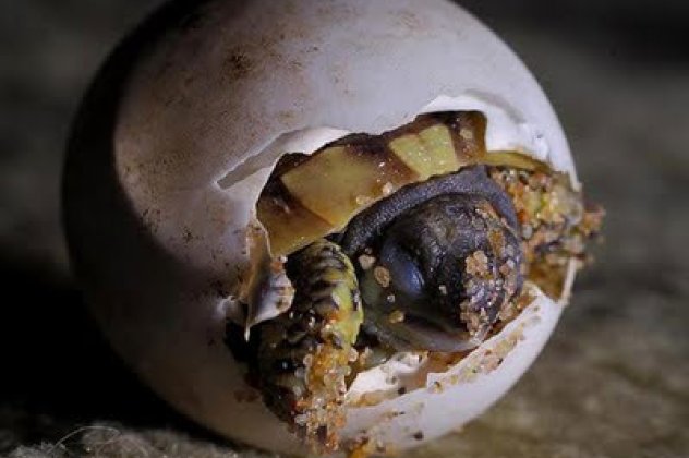 ...Και το πρώτο χελωνάκι της σεζόν είναι ήδη 20 ημερών - Κυρίως Φωτογραφία - Gallery - Video