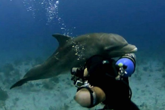 Δείτε το ξαναμμένο δελφίνι που επιτίθεται και ερωτοτροπεί με φωτογράφο στον βυθό! Έχει πλάκα! - Κυρίως Φωτογραφία - Gallery - Video