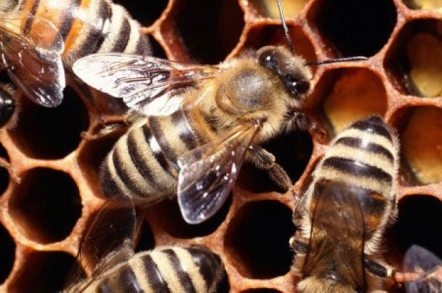 Έχει πλάκα... η είδηση: ''Γαλλίδες'' μέλισσες παρήγαγαν μπλε και πράσινο μέλι, γιατί; - Κυρίως Φωτογραφία - Gallery - Video