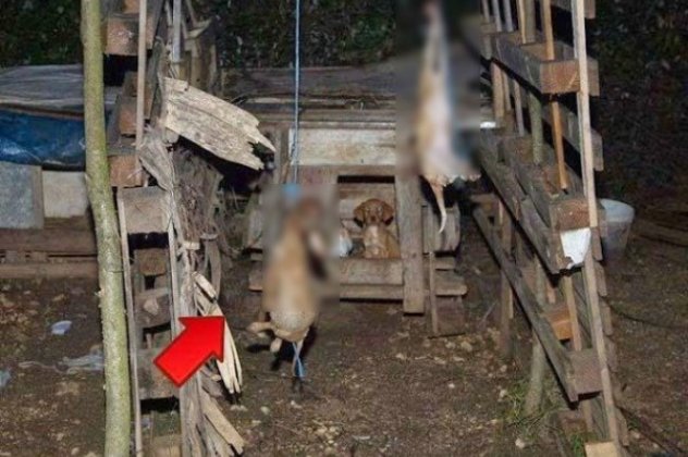 Γιάννενα: Κρέμασαν δύο κουτάβια μπροστά στη μητέρα τους - Σοκάρουν οι εικόνες της πρωτοφανούς κτηνωδίας! (Φωτό) - Κυρίως Φωτογραφία - Gallery - Video