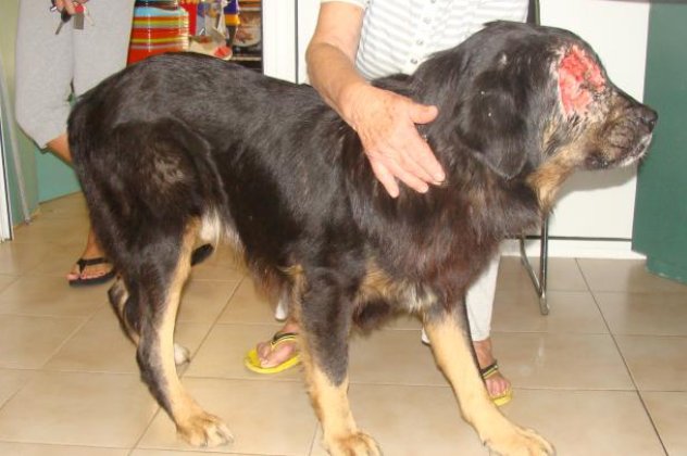 Εικόνες φρίκης: Πυροβόλησαν σκυλί στο μάτι‏ στην Πάτρα - Ευτυχώς το ζώο μεταφέρθηκε γρήγορα σε κτηνίατρο και του χορηγείται αντιβίωση - Κυρίως Φωτογραφία - Gallery - Video