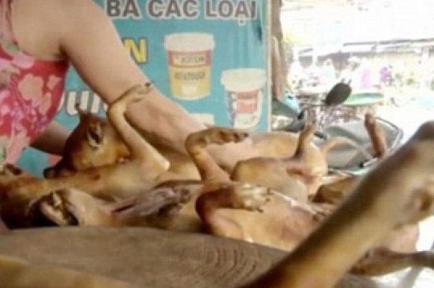 Απανταχού ζωόφιλοι οπλιστείτε με υπομονή - Έτσι λειτουργεί η βιομηχανία σκυλίσιου κρέατος στο Βιετνάμ! Φρικιαστικές εικόνες! - Κυρίως Φωτογραφία - Gallery - Video