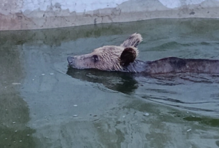 Ιωάννινα: Σοκαριστικό βίντεο με γλυκιά αρκούδα εγκλωβισμένη σε δεξαμενή - Κατασκεύασαν αυτοσχέδια ράμπα  για να την βγάλουν 