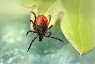 Ο νέος ιός wetland που προσβάλλει τον εγκέφαλο: Ανακαλύφθηκε στην Κίνα – Πώς και από τι μεταδίδεται, τα συμπτώματα (φωτό & βίντεο)