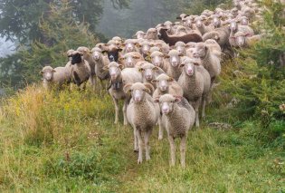 Όλη η χώρα σε συναγερμό με την ευλογιά των αιγοπροβάτων: Ήδη θανατώθηκαν 24.000 ζώα – 110 εστίες (βίντεο)