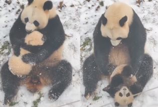 Τρυφερό βίντεο: Μητέρα panda κρατά στην αγκαλιά της το μικρό της και παίζουν μέσα στο χιόνι