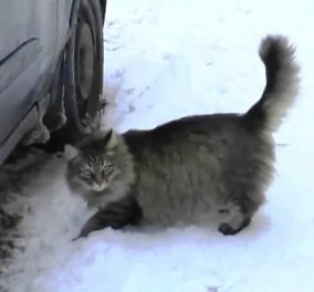 Απίστευτο: Γάτα έσωσε εγκαταλελειμμένο βρέφος από το πολικό ψύχος στη Μόσχα - Το κάλυψε με το σώμα της! (βίντεο)
