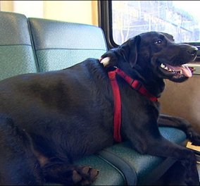 Απίστευτο βίντεο: Kι όμως, αυτό το σκυλάκι παίρνει το λεωφορείο για να πάει στο πάρκο!