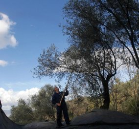 Μade In Greece: Το ατελείωτο δάσος ελιάς της Λέσβου: 11 εκ. ελαιόδεντρα- Βήμα, βήμα η παραγωγή! (Φωτό)