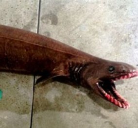 Αυστραλία: Ψάρεψαν ζωντανό προϊστορικό καρχαρία - Οι επιστήμονες δεν τον ήθελαν και έτσι πωλήθηκε στις ψαραγορές ως φιλέτο! (φωτό)
