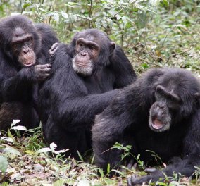Πέρασαν 750 ώρες παρατηρώντας άγριους Χιμπατζίδες - μιλάνε σαν άνθρωποι για τα αγαπημένα τους φρούτα και το μέγεθος των δέντρων!!!