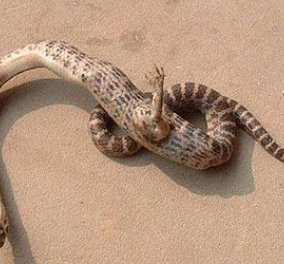 Απίστευτο: Φίδι με πόδια ανακαλύφθηκε στην Κίνα! (Φωτό)