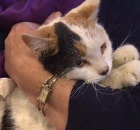 Απίστευτο: Γάτα επιβιώνει μετά από έξι εβδομάδες εγκλωβισμένη σε καμινάδα! (βίντεο)
