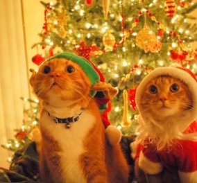 Οι γάτες δεν αγαπούν τα Χριστούγεννα; Δείτε το απολαυστικό βίντεο που αποδεικνύει ότι οι γιορτές δεν είναι και το καλύτερό τους!! - Κυρίως Φωτογραφία - Gallery - Video