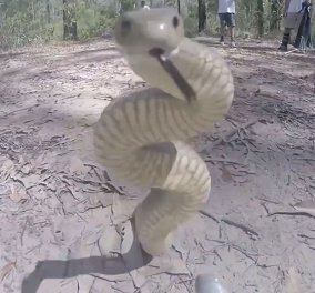 Eκπληκτικό: Δείτε το πιο επικίνδυνο θανατηφόρο φίδι να χτυπάει την κάμερα από τα νεύρα του! (βίντεο)