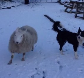 Smile: Το πρόβατο που νόμιζε πως ήταν σκύλος - Άφησε το κοπάδι και βγήκε βόλτα με τα σκυλιά! (βίντεο)
