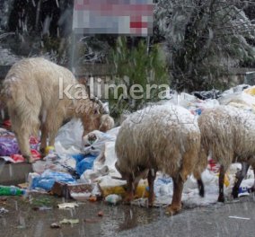 Έπνιξαν τα σκουπίδια την Τρίπολη - Σοκάρουν οι φωτό με ζώα να τρώνε σκουπίδια!