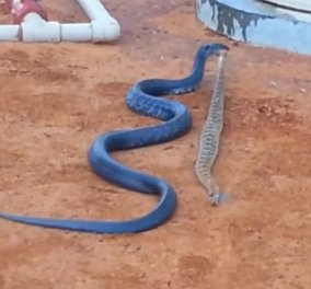 Βίντεο: Μπρρρ, ένα σπάνιο μπλέ φίδι καταβροχθίζει έναν κροταλία με την ησυχία του!